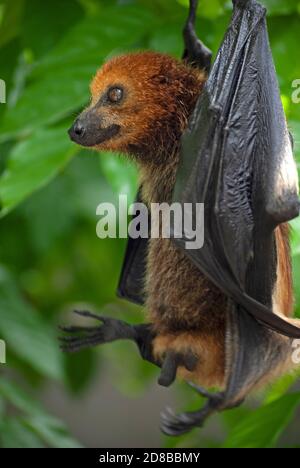 In via di estinzione, la Fruit Bat Mauriziana (Pteropus niger) in un centro di riabilitazione gestito dalla Maurizian Wildlife Foundation. Foto Stock