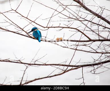 Kingfisher appollaiato su un livello di grigio nebbia sullo sfondo di diramazione Foto Stock