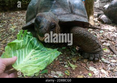 Nutrire un gigante Aldabra Tartaruga Aldabrachelys gigantea nella foresta, a Prison Island, Zanzibar, Tanzania Foto Stock