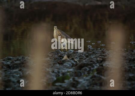 Javan stagno airon è nel fiume alla ricerca di cibo Foto Stock
