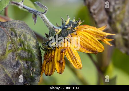 Primo piano vista laterale di un piccolo girasole becka al Finch Arboretum a Spokane, Washington USA. Foto Stock