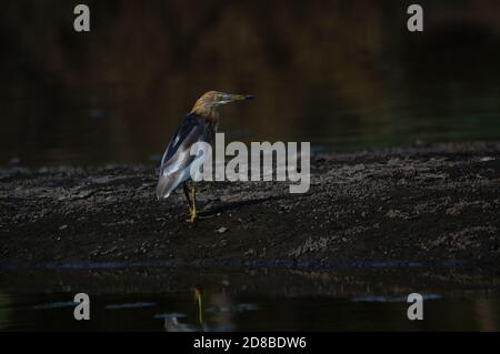 Javan stagno airon è nel fiume alla ricerca di cibo Foto Stock