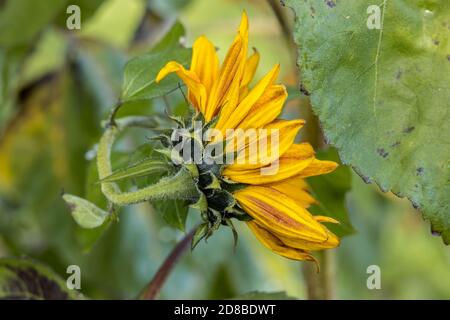 Primo piano vista laterale di un piccolo girasole becka al Finch Arboretum a Spokane, Washington USA. Foto Stock