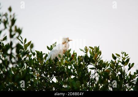 greto di bestiame arroccato su rami di albero mangrovie, indonesia Foto Stock