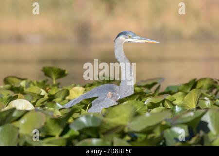 Great Blue Heron in Lily PADS cercando cibo al Cannon Hill Park a Spokane, Washington USA Foto Stock