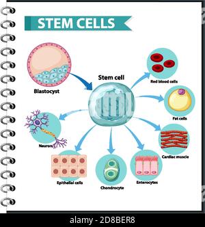 Illustrazione delle applicazioni delle cellule staminali umane su un bianco illustrazione di sfondo Illustrazione Vettoriale