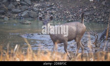 un sambar di doe ad un waterhole in tadoba andhari tiger riserva in india Foto Stock