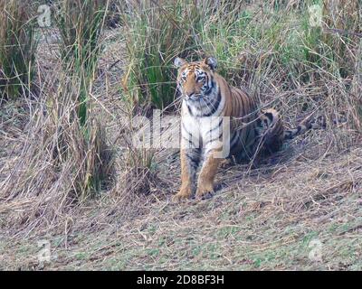 un cucciolo di tigre seduto sulla riva di un buco d'acqua in tadoba andhari tigre riserva in india Foto Stock