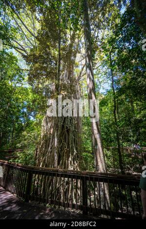 Tenda Fig, Tenda Fig National Park, Yungaburra, Atherton Tablelands, North Queensland, Australia Foto Stock