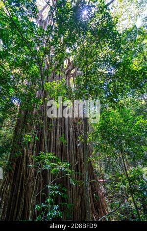 Tenda Fig, Tenda Fig National Park, Yungaburra, Atherton Tablelands, North Queensland, Australia Foto Stock