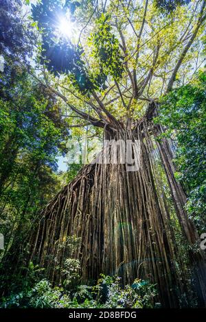 Tenda Fig, Tenda Fig National Park, Yungaburra, Atherton Tablelands, North Queensland, Australia Foto Stock