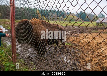 Bison dietro i bar della riserva. Foto Stock