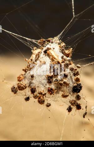I ragni usano la loro seta per fare i nastri o altre strutture, che funzionano come reti appiccicose per catturare altri animali, o come nidi o bozzoli per proteggerli Foto Stock