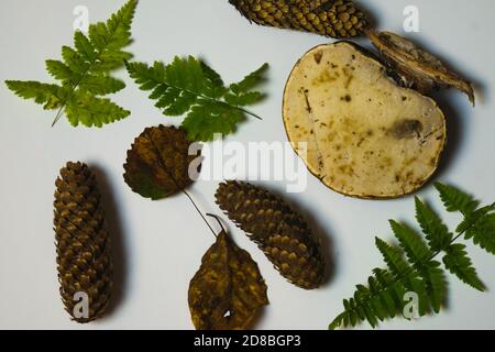 Isolate diverse parti della foresta Foto Stock