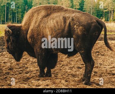 Bisonte in piena crescita nel suo habitat. Foto Stock