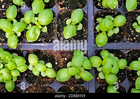 Minuscoli basilico piante che crescono in semi starter pentole Foto Stock