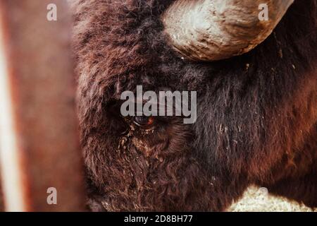 L'occhio del bisonte da vicino. Foto Stock