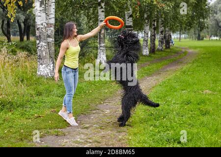 La ragazza sta addestrando la Briard nera con l'aiuto del giocattolo all'aperto. Foto Stock