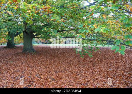 Foglie di acero caduto a terra durante l'autunno Foto Stock