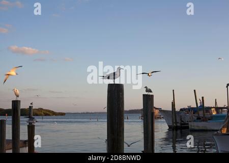Uccelli perch e volare vicino Anna Maria Island in Florida, Stati Uniti. Foto Stock