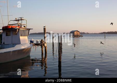 Uccelli perch e volare vicino Anna Maria Island in Florida, Stati Uniti. Foto Stock