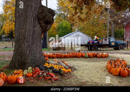 Zucche in vendita accanto ad un albero con un burl al Cedar Creek produce negozio a Leo-Cedarville, Indiana, Stati Uniti. Foto Stock