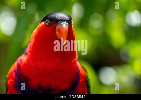 Nero-capped lory (Lorius lory) Foto Stock