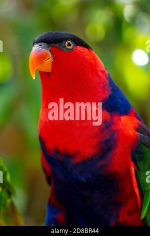 Nero-capped lory (Lorius lory) Foto Stock