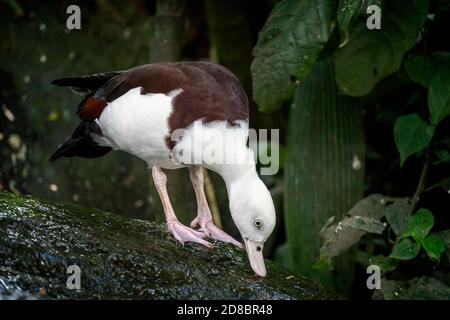 Radjah shelduck (Tadorna radjah) che si nutre di alghe sulla roccia Foto Stock