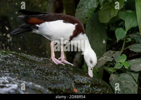 Radjah shelduck (Tadorna radjah) che si nutre di alghe sulla roccia Foto Stock