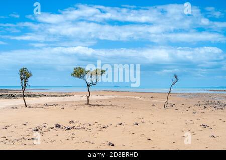 Alberi di mangrovie a mezzogiorno sole su fanghflat a bassa marea, Clairview, Queensland centrale, Australia Foto Stock