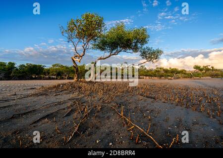 Pneumatophores o radici aeree che si innalzano da fanghflat intorno mangrovie grigie a bassa marea, Clairview Central Queensland, Australia Foto Stock