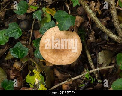 Il fungo del milkcap di quercia o il quietus del lattario che cresce nesr un albero di quercia. Foto Stock