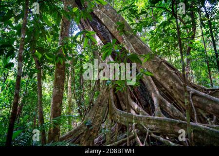 Radici di contrafforti su albero antico, Mossman Gorge North Queensland Foto Stock