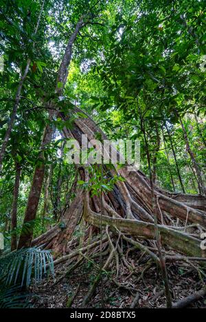 Radici di contrafforti su albero antico, Mossman Gorge North Queensland Foto Stock