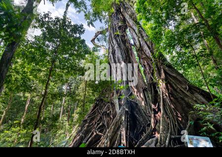 Radici di contrafforti su albero antico, Mossman Gorge North Queensland Foto Stock