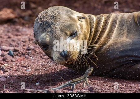 Un leone di mare di Galapagos (Zalophus wollebaeki) guardando sonnolentemente una lucertola di lava (Microlophus albemarlensis) che lo aveva svegliato. Foto Stock