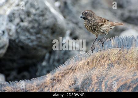 Un piccolo finch macinato (Geospiza fuliginosa) si trova sulla cima di un iguana marino, pulisce zecche e altri parassiti dalla pelle di iguana. Foto Stock