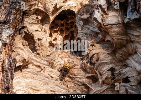 Ingresso al nido del calabrone nella conca dell'albero. Jack vespe predatorie. Il cornetto europeo, lat. Vespa crabro, è la più grande vespa eusociale nativa Foto Stock