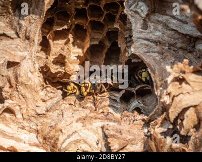 Ingresso al nido del calabrone nella conca dell'albero. Jack vespe predatorie. Il cornetto europeo, lat. Vespa crabro, è la più grande vespa eusociale nativa Foto Stock