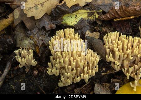 Un gruppo di funghi corallini o artomyces pyxidatus che cresce in una certa profusione in bagnato, boschi pesanti. Foto Stock