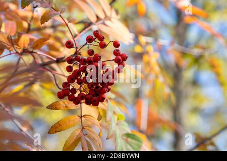 Un mazzo di bacche rosse di rowan su uno sfondo di foglie gialle autunnali. Foto Stock