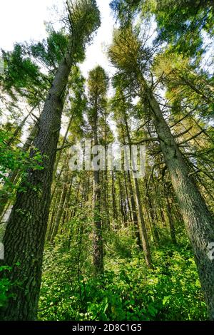 Le foreste costiere con fitta sottobosco fanno dei buoni posti da esplorare che sono umidi, estremamente tranquilli, pieni di uccelli e sentieri tranquilli per negoziare la foresta. Foto Stock