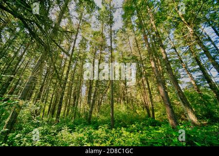 Le foreste costiere con fitta sottobosco fanno dei buoni posti da esplorare che sono umidi, mistici e tranquilli, pieni di uccelli e sentieri tranquilli per negoziare la foresta. Foto Stock