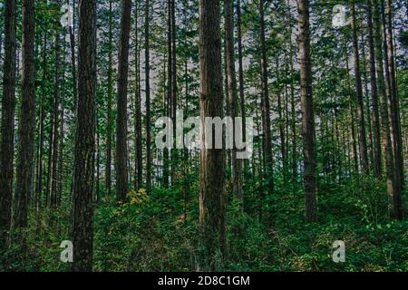 Le foreste costiere con fitta sottobosco fanno dei buoni posti da esplorare che sono umidi, estremamente tranquilli, pieni di uccelli e sentieri tranquilli per negoziare la foresta. Foto Stock