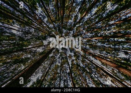 Le foreste costiere con fitta sottobosco fanno dei buoni posti da esplorare che sono umidi, estremamente tranquilli, pieni di uccelli e sentieri tranquilli per negoziare la foresta. Foto Stock