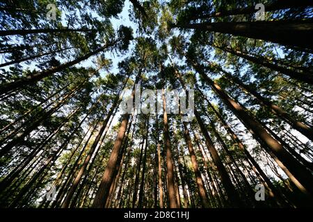 Le foreste costiere con fitta sottobosco fanno dei buoni posti da esplorare che sono umidi, estremamente tranquilli, pieni di uccelli e sentieri tranquilli per negoziare la foresta. Foto Stock