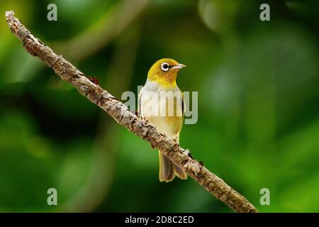 Isole Figi bianco-eye (Zosterops explorator) seduto su un ramo di albero. È endemica delle isole Figi. Foto Stock