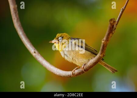 Isole Figi bianco-eye (Zosterops explorator) seduto su un ramo di albero. È endemica delle isole Figi. Foto Stock