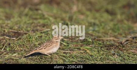 Grande lark corto-toed, seduto su erba Foto Stock